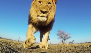 GoPro passa um minuto na boca de um leão; veja o resultado [vídeo]