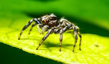 Cientistas desenvolvem supersensor de vibração copiando órgão de aranha