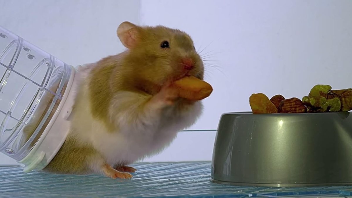 Um hamster com longos bigodes está sobre uma pilha de doces.