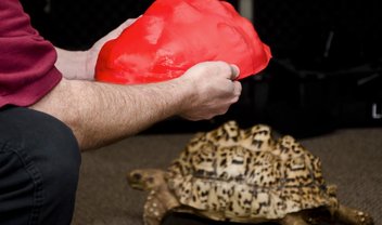 Tartaruga ganha casco feito por impressora 3D