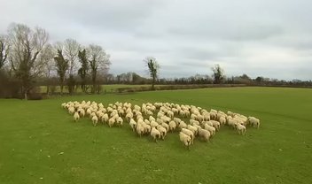 Drones também são capazes de fazer o serviço de cão-pastor [vídeo]