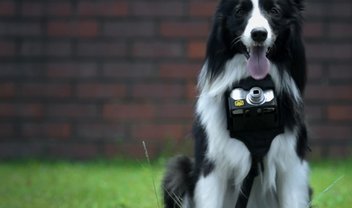 Nikon transforma cão em um genuíno e simpático 'cachorro-fotógrafo' [vídeo]