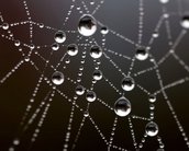 Teia de aranha criada por cientistas promete novos horizontes à Medicina