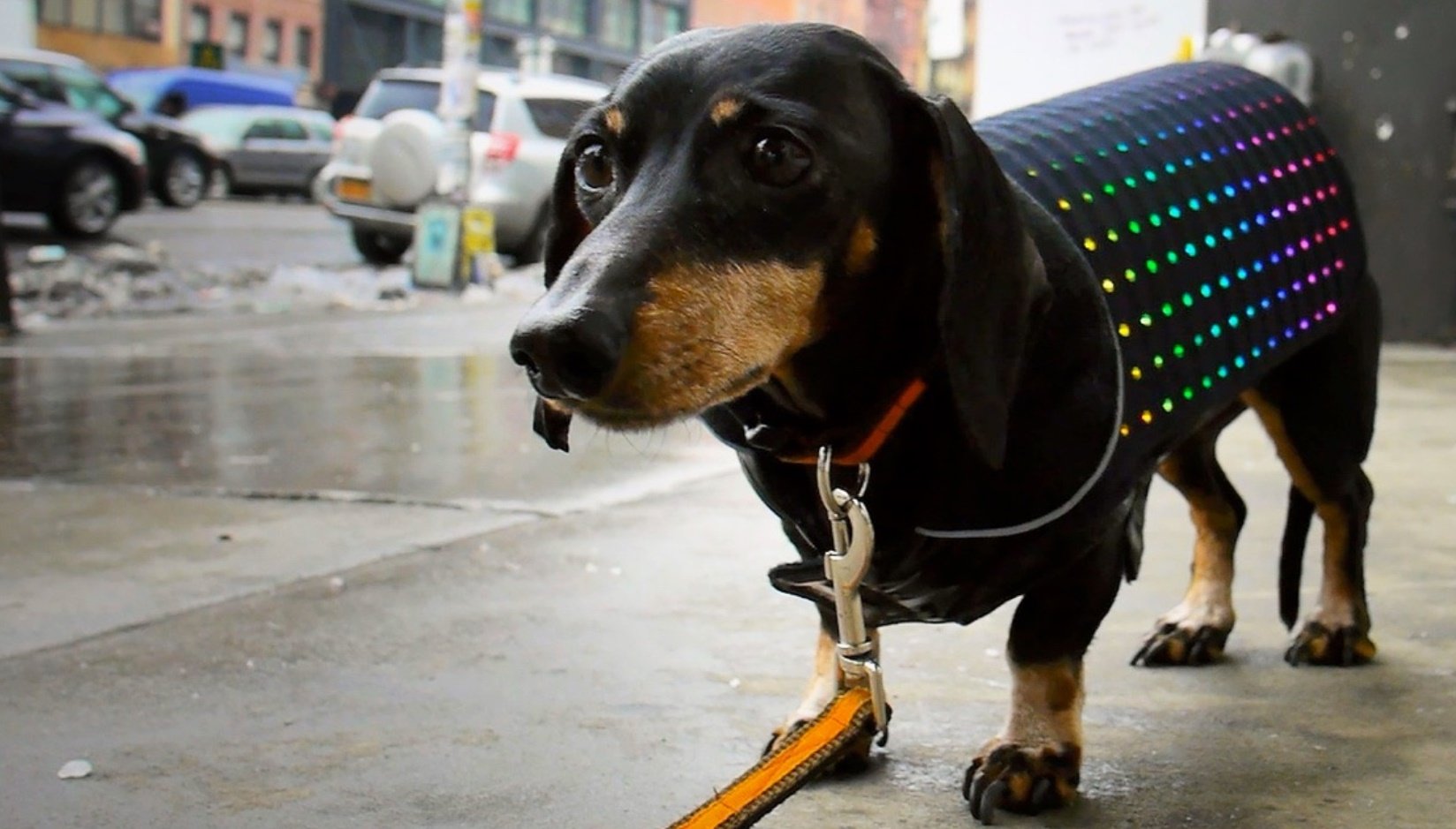 Disco dog led outlet vest