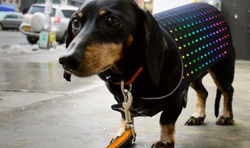 Como aquecer o seu cachorro e deixar ele estiloso pra caramba? Disco Dog