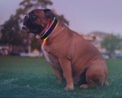 Estilo pra cachorro: agora você pode colocar um wearable no seu amigão