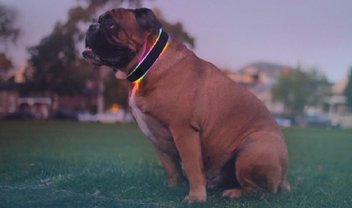 Estilo pra cachorro: agora você pode colocar um wearable no seu amigão