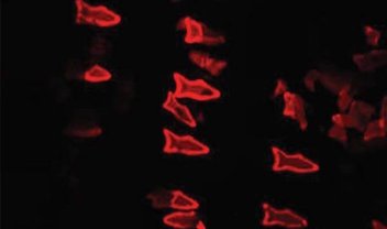 Cientistas criam microrrobôs capazes de nadar em nossa corrente sanguínea