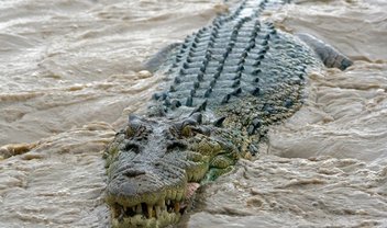 Mordida mortal: GoPro capta momento exato de um ataque de crocodilo [vídeo]