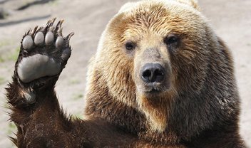 Vídeo: jovem grita, joga spray de pimenta em urso e acaba levando o troco