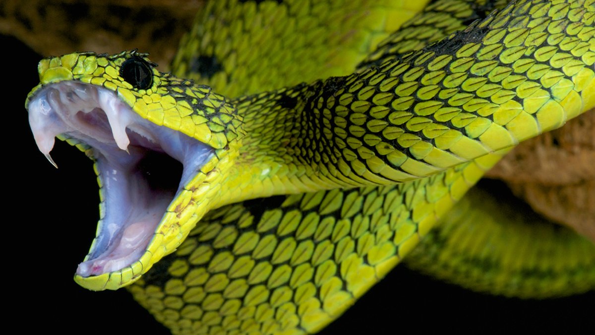 GoPro cai em ninho de cobras e material gravado é assustador