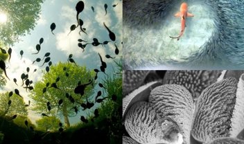 Real Sociedade de Londres premia as 10 melhores fotos de natureza de 2015