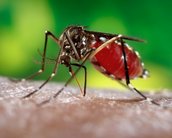 Brasileiros desenvolvem sensor que pode auxiliar no combate à dengue