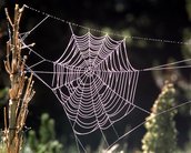 Cientistas propõem a criação de sensor químico usando teia de aranha