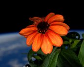 Astronauta publica foto de flor cultivada a bordo da Estação Espacial; veja