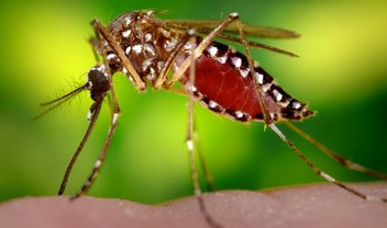 Engenharia genética pode acabar com doenças transmitidas por mosquitos