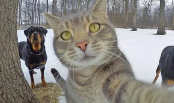 Os selfies deste gato são melhores do que os seus