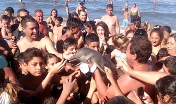 Turistas matam golfinho na Argentina 'de tanto tirarem selfies' com ele