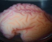 Cientistas usam impressora 3D e gel para desvendar os sulcos cerebrais