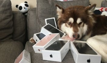 Vida de cão? Um cachorro malamute 'ganhou' oito iPhones 7 