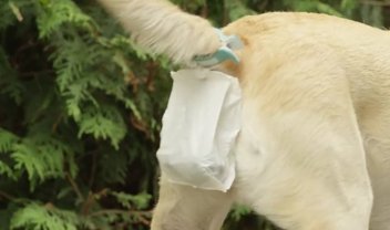 Pois é! Alguém criou um sistema que coleta cocô de cachorro direto na fonte