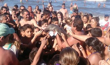 De novo? Relato diz que golfinho foi morto por turistas que tiravam selfies