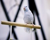 Projeto usa câmera de alta velocidade para entender aerodinâmica das aves