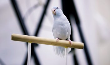 Projeto usa câmera de alta velocidade para entender aerodinâmica das aves