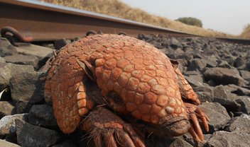 Aplicativo permite reportar atropelamentos de animais em linhas de trem