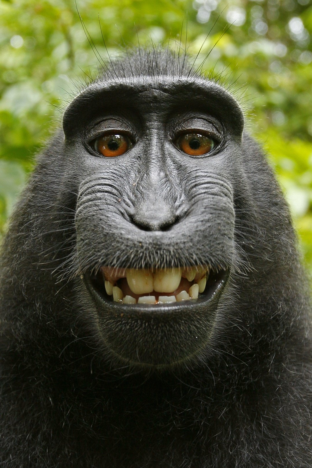 Selfie de macaco