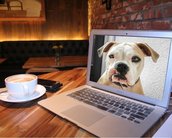 Saiba como monitorar seu animal de estimação usando o Skype