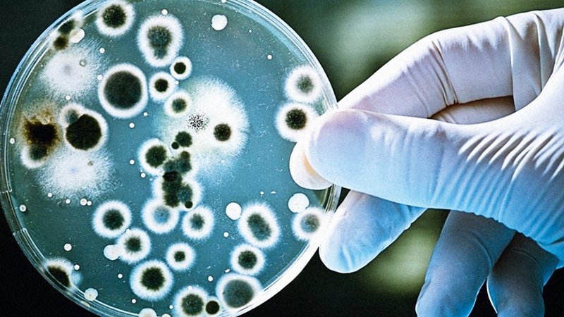 bacterias