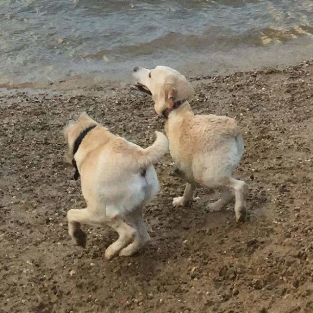 cãozinho ir à beira da praia