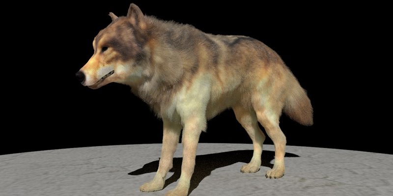 lobo