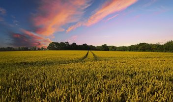 Alphabet X quer aprimorar agricultura com inteligência artificial