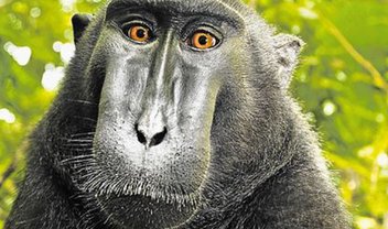 20 melhor ideia de Foto de macaco