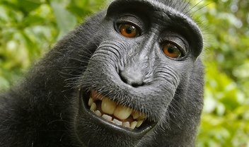 Tribunal norte-americano reacende polêmica da selfie do macaco Naruto