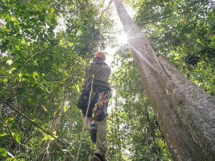 amazonia