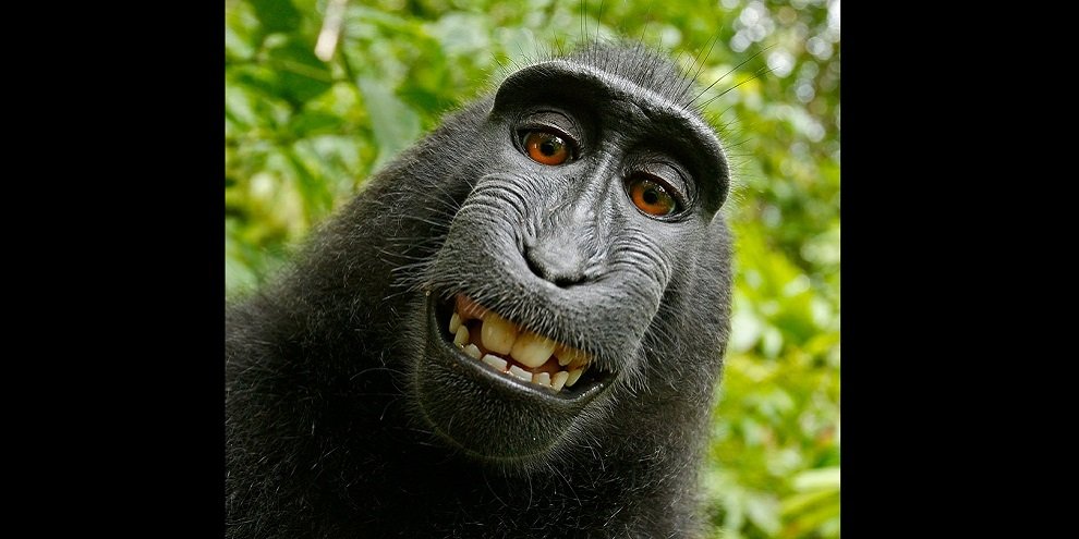 PETA quer que macaco que tirou selfie seja dono dos direitos