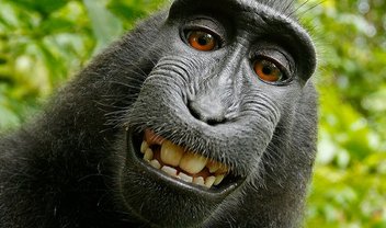 Será? Há indícios de um filme com o caso da selfie do macaco Naruto 