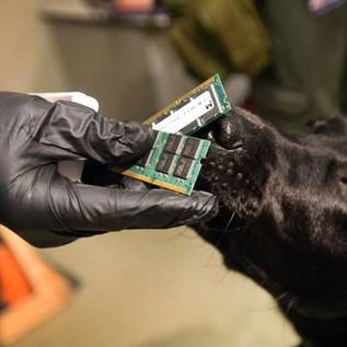 Imagem de Polícia dos EUA usa cães para farejar pendrives e outros eletrônicos
