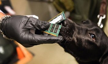 Polícia dos EUA usa cães para farejar pendrives e outros eletrônicos