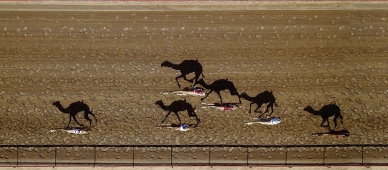 Corrida de dromedários