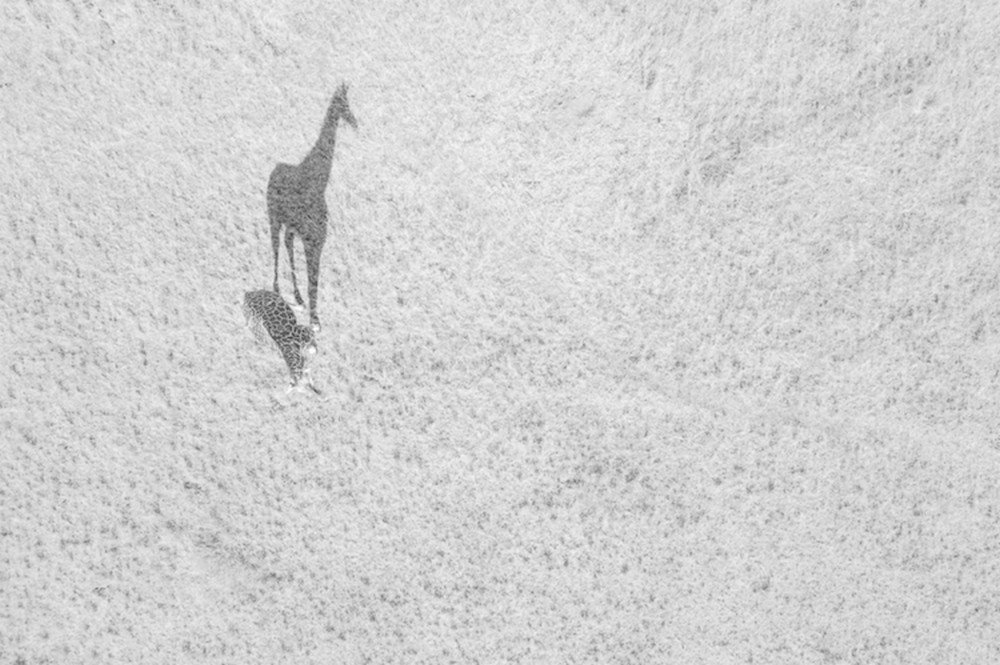 Girafa e sua sombra