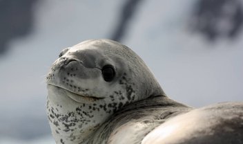 Instituto busca dono de pendrive achado nas fezes de uma foca-leopardo