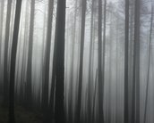 Foto tirada com iPhone 6 vence concurso anual de fotografia nos EUA