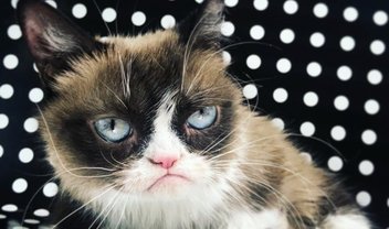 Morre Grumpy Cat, a gata mais ‘rabugenta’ da internet