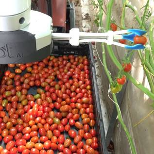 Imagem de Cientistas criam robô capaz de colher tomates melhor que humanos
