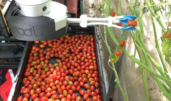 Cientistas criam robô capaz de colher tomates melhor que humanos