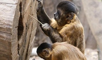 Macacos-prego já estão na Idade da Pedra aqui no Brasil